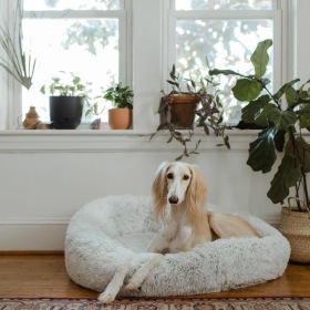 large dog sits in its bed under a windowsill full of potted plants
